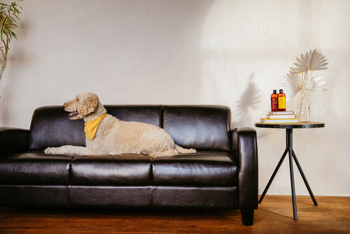 What's the best way to clean a brown suede leather couch that smells very  badly from a dog? How can I get the stink out? - Quora